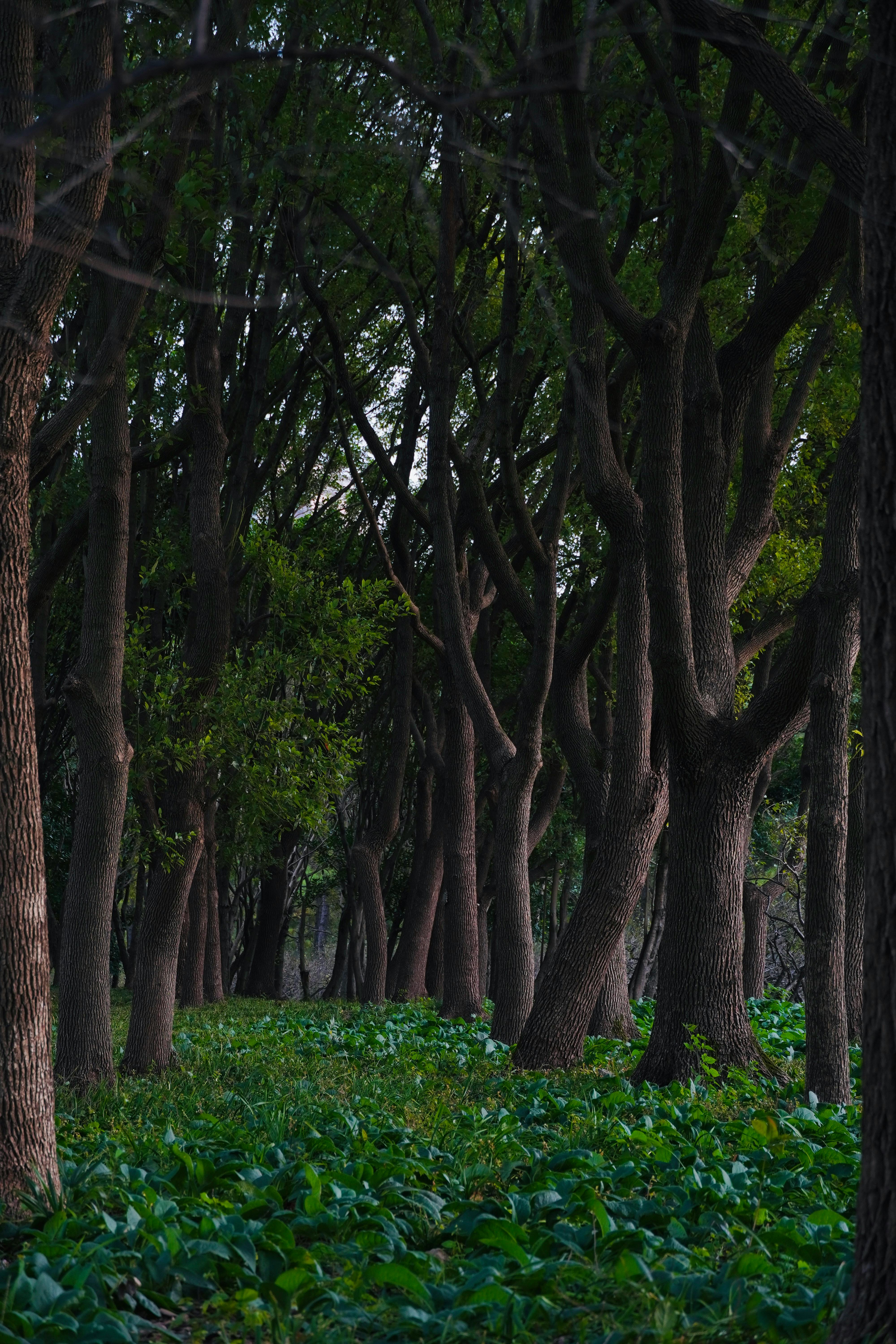 Placas de Fondo Forestal